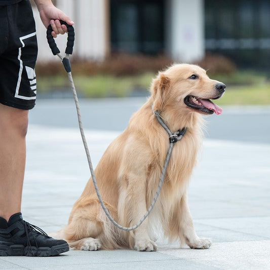 5 Fun Dog Tricks To Teach At Home For Bonding And Fun - Petopia Company