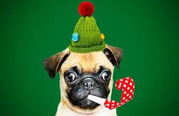 8 Essential Pet Photography Tips For Perfect Shots - Petopia Company