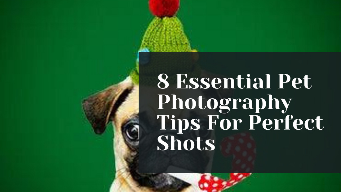 8 Essential Pet Photography Tips For Perfect Shots