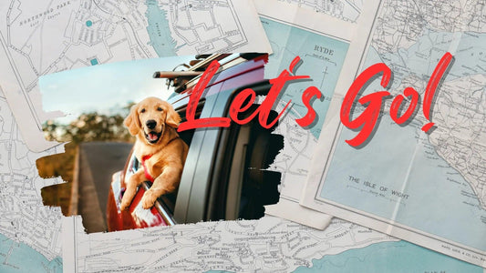 How to Travel with Your Pet: Essential Tips for a Stress-Free Trip & Safe Journey - Petopia Company