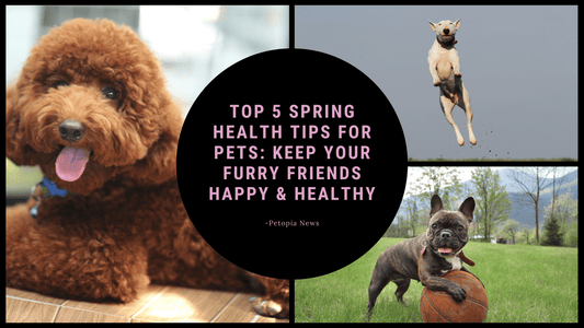 Top 5 Spring Health Tips for Pets: Keep Your Furry Friends Happy & Healthy - Petopia Company