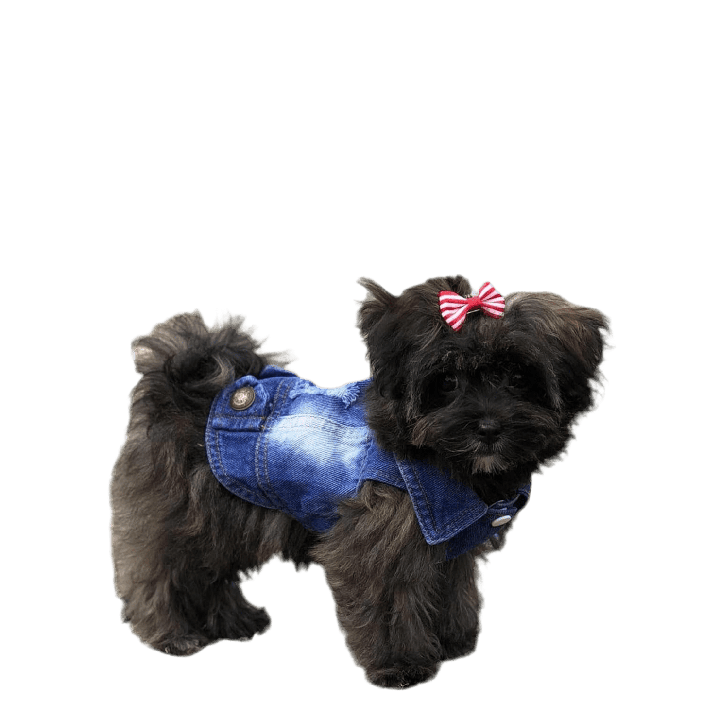 Cool Blue Dog Jean Jacket Small Pet Outfits Dog Clothes for Small Medium Dogs Cats Boys Girls Pet Vest Denim Coats Puppy Shirts Doggy Costume Clothing for Shih Tzu Chihuahua Yorkie Teacup - Petopia