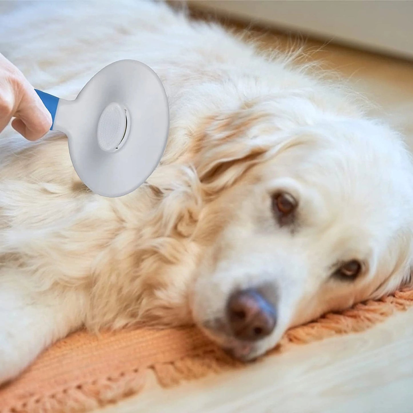 Grooming & Wellness Bundle - Petopia