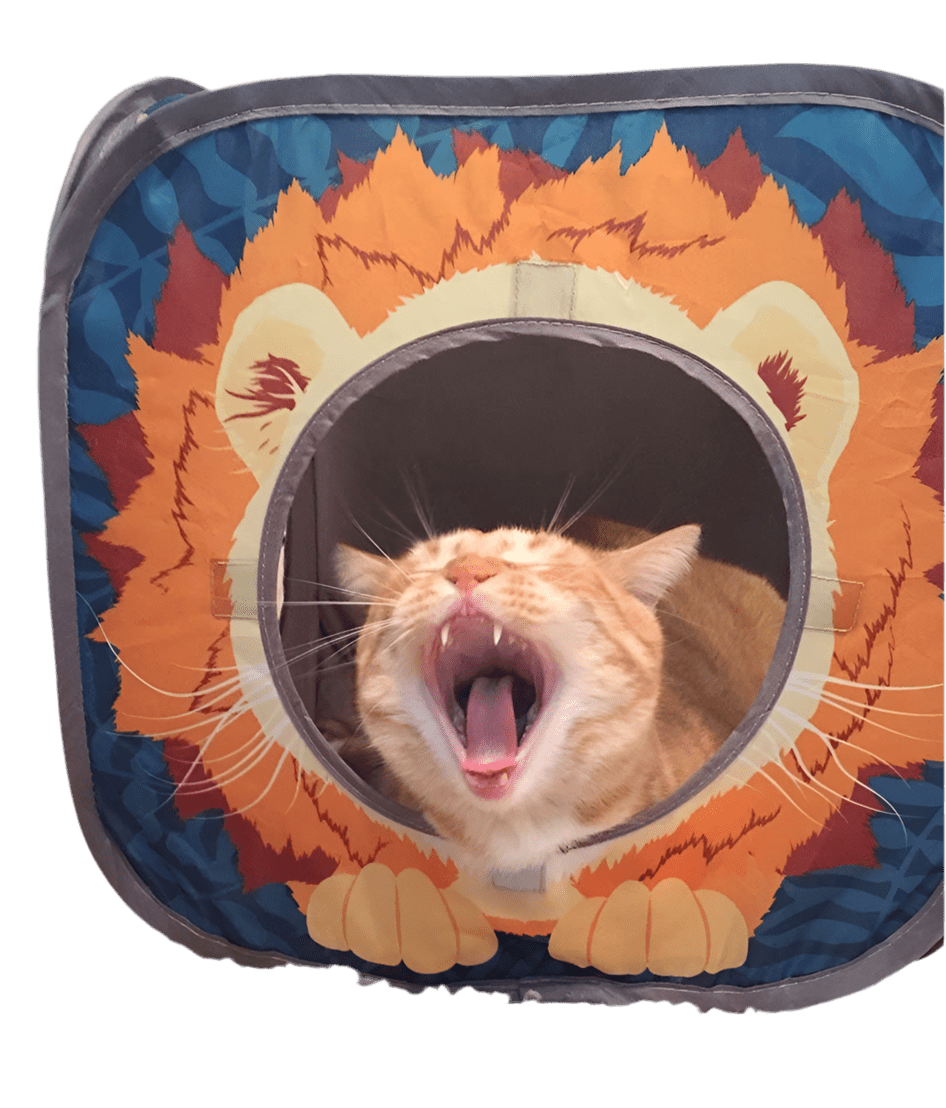 Safari Jungle Cat Toy - Petopia