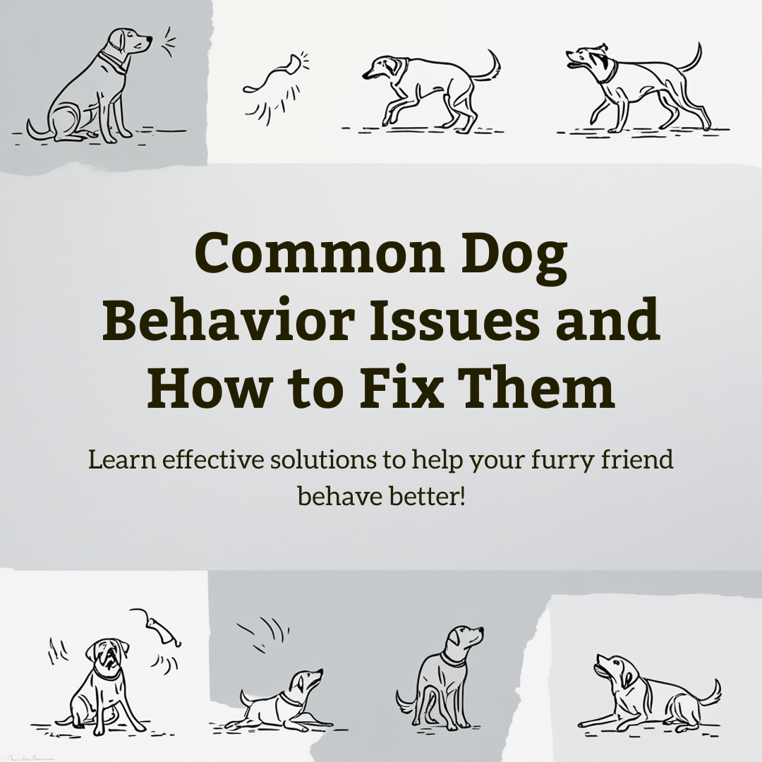 Common Dog Behavior Issues and How to Solve Them - Petopia Company