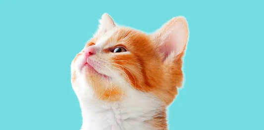How To Bond With Cats: Decoding Their Communication - Petopia Company