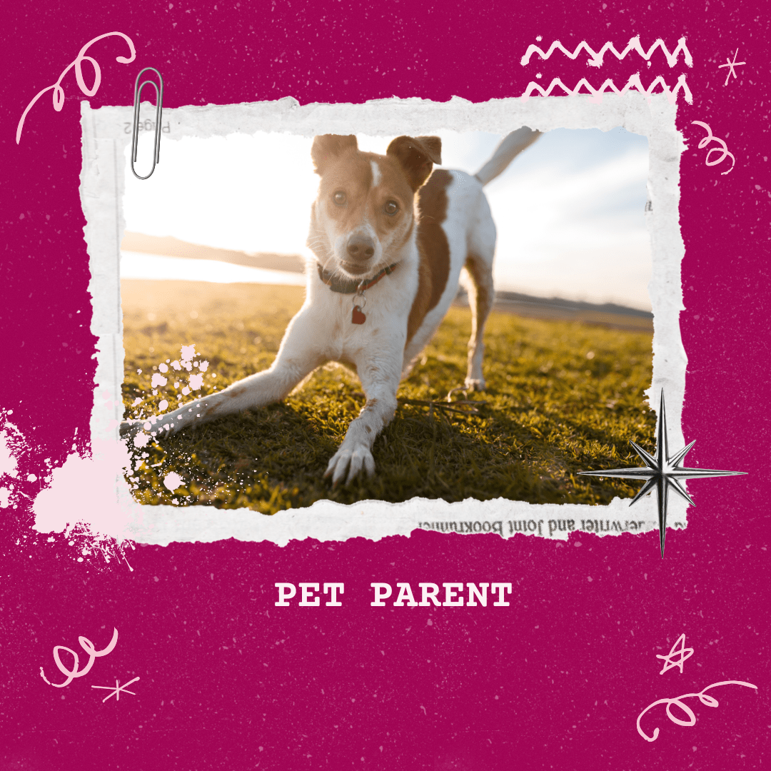 Take this Fun Quiz to Find Your Pet Parent Personality - Petopia Company