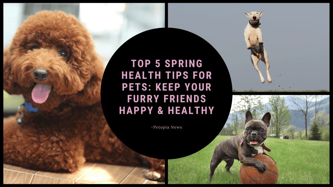 Top 5 Spring Health Tips for Pets: Keep Your Furry Friends Happy & Healthy - Petopia Company