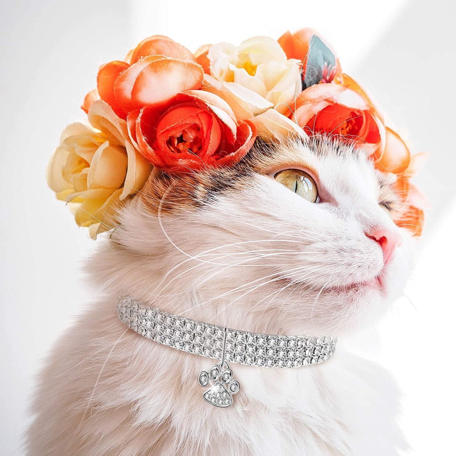 Accessories - Petopia
