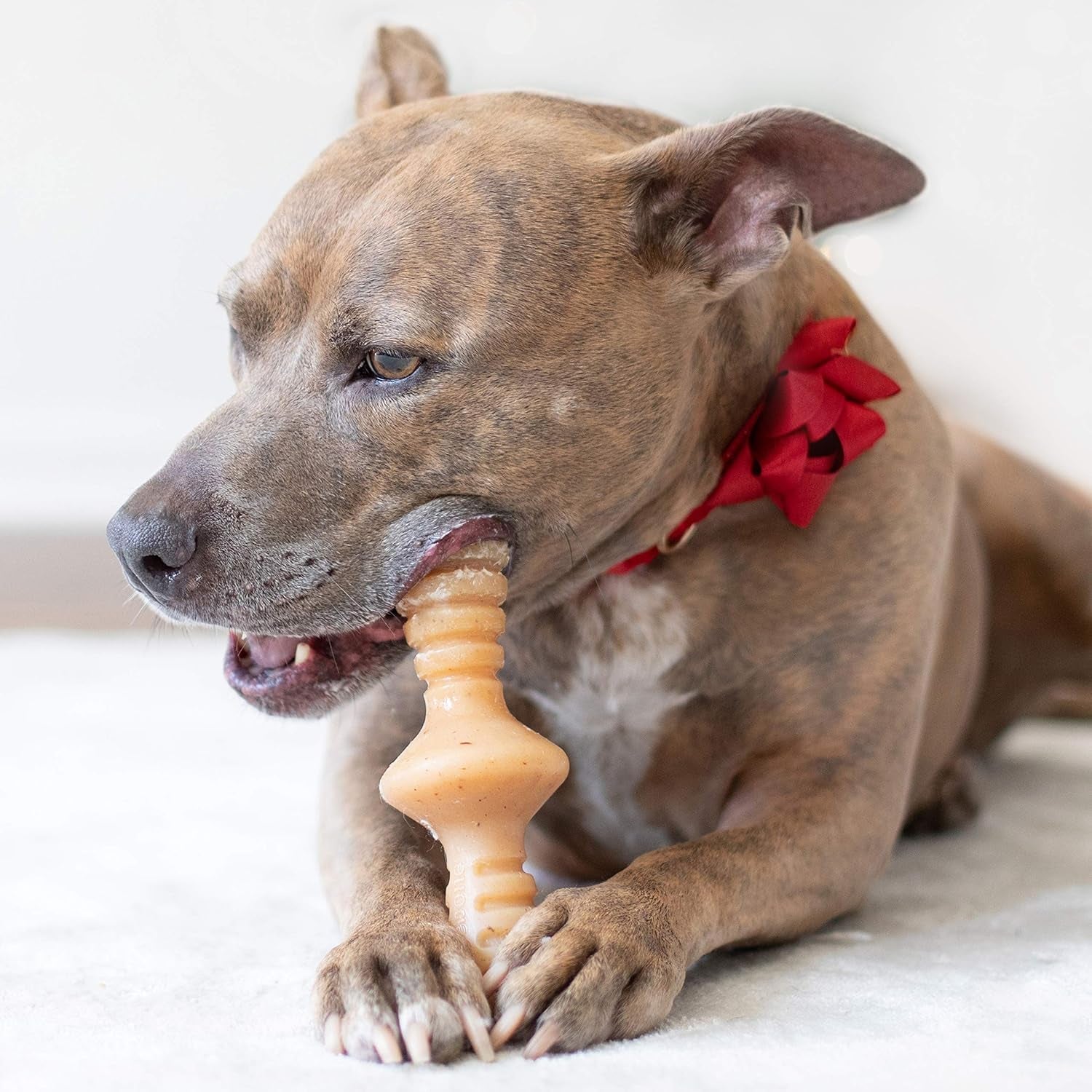 Affordable Pet Deals Under $50 - Petopia