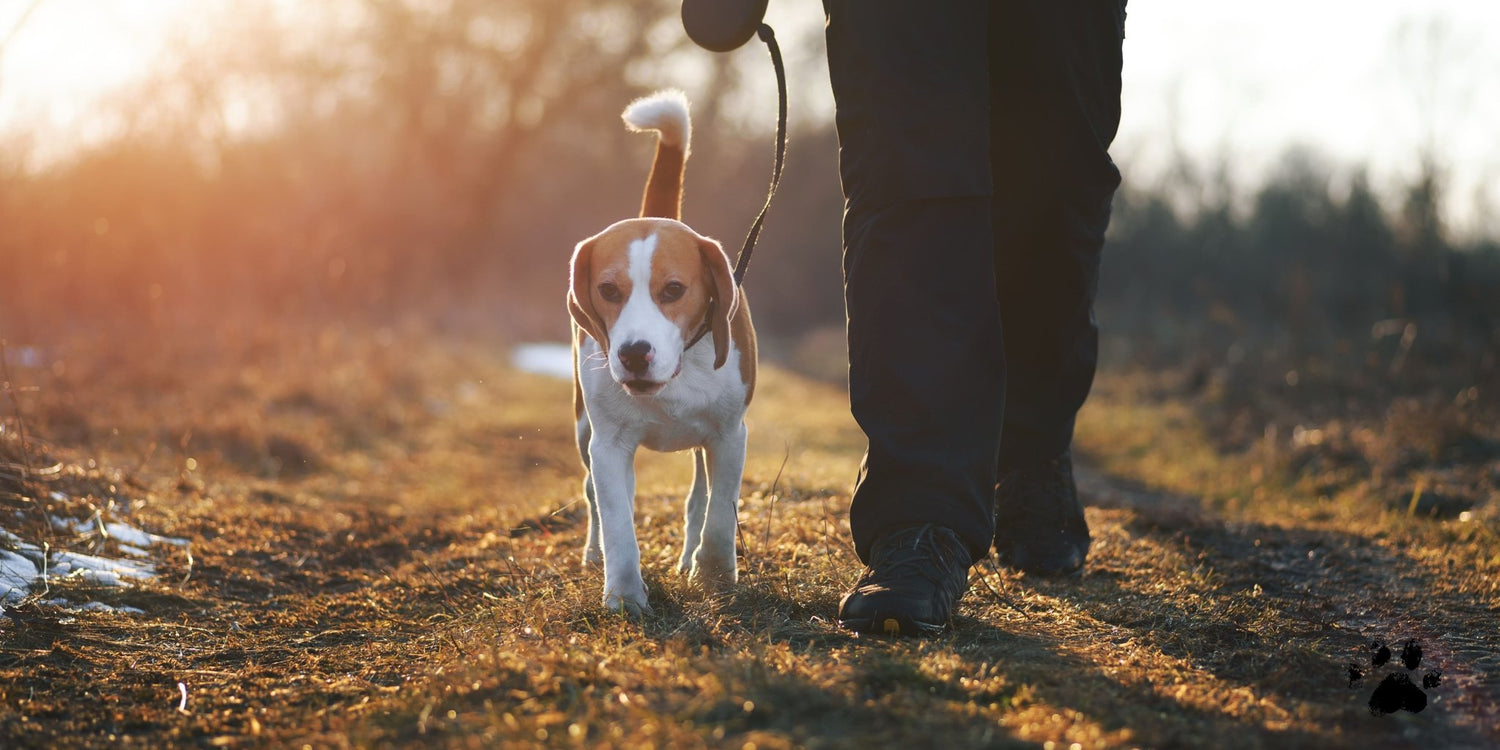 Dog Walk Essentials - Petopia Company