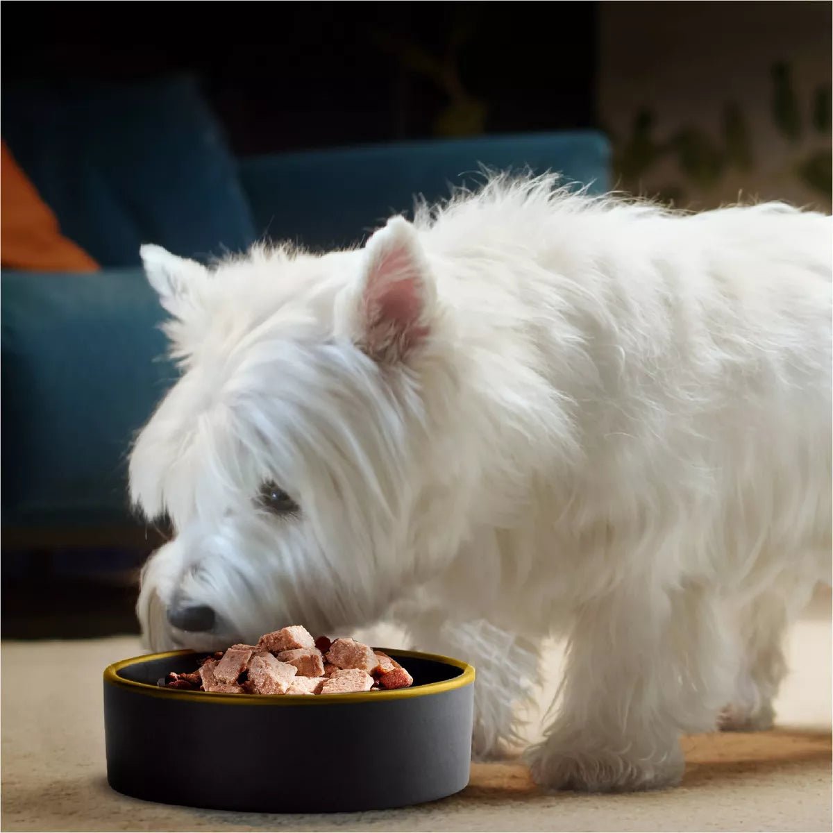 Food & Treats - Petopia