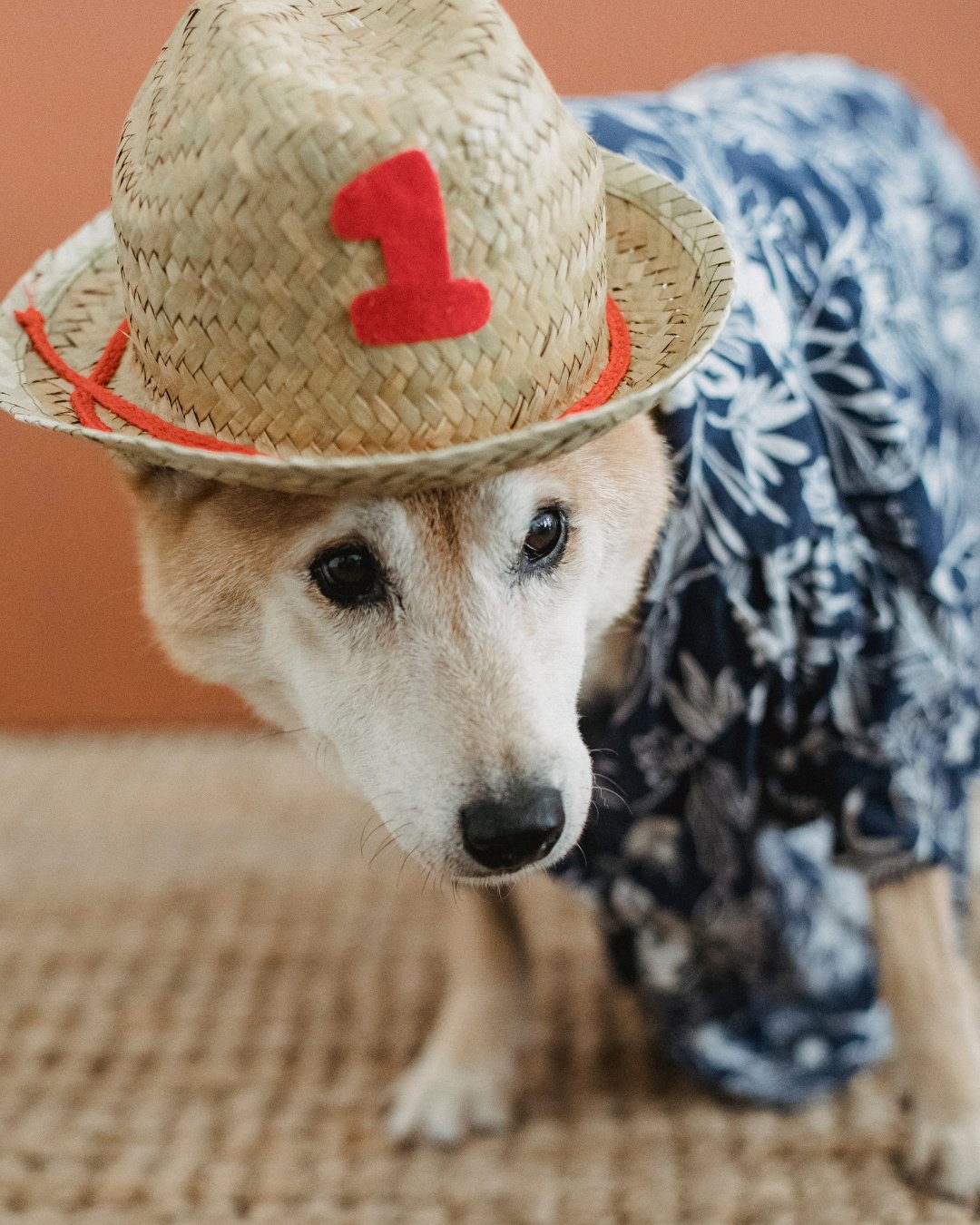 Pet Apparel - Petopia