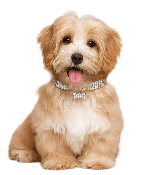 SparklePaws Adjustable Rhinestone Collars - Petopia